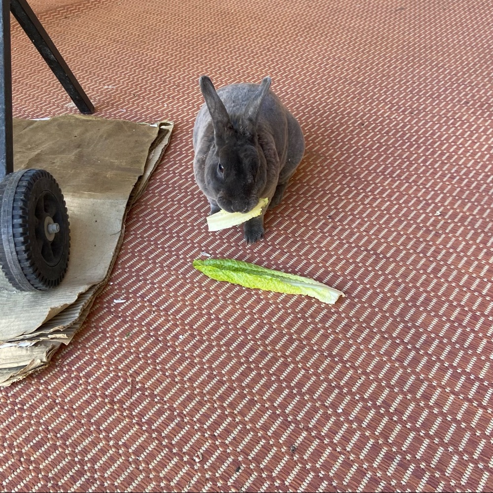 🐰🐈‍⬛🥬🪴Pets eatting + playing 
June 2022 from Arizona Update 2026🥳💝